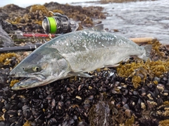 サクラマスの釣果