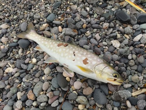 アメマスの釣果