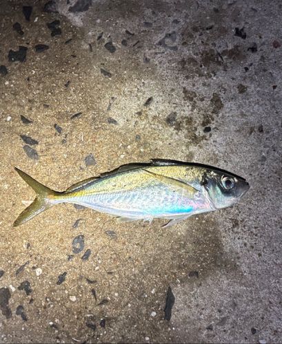 マアジの釣果