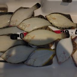 クロガシラガレイ