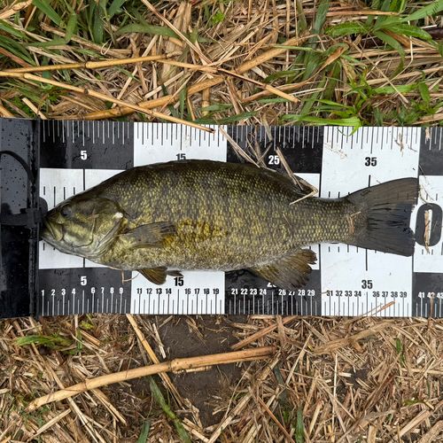 スモールマウスバスの釣果
