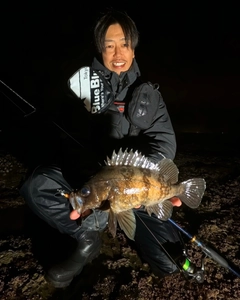 シロメバルの釣果