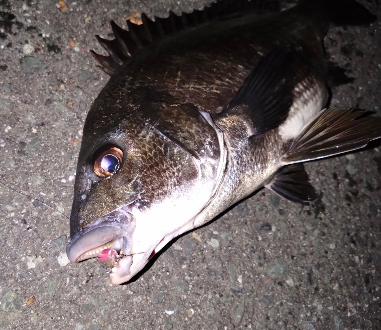 SHIMANO 23ディアルーナ S86L-Sの最安値・インプレ・釣果 | 本音 SHIMANO 23ディアルーナ S86L-Sの最安値・インプレ・釣果 | 本音