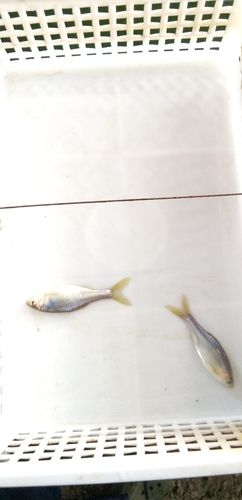 タナゴの釣果