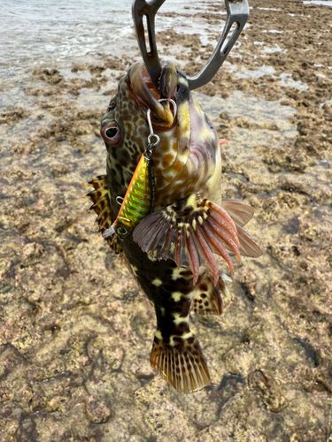 イソゴンベの釣果