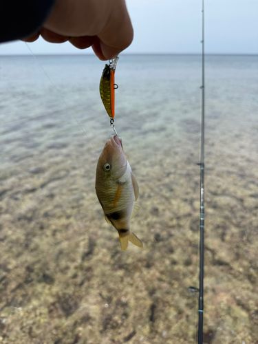 オジサンの釣果