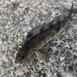 ホッケ