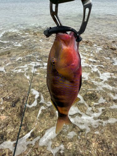 オジサンの釣果