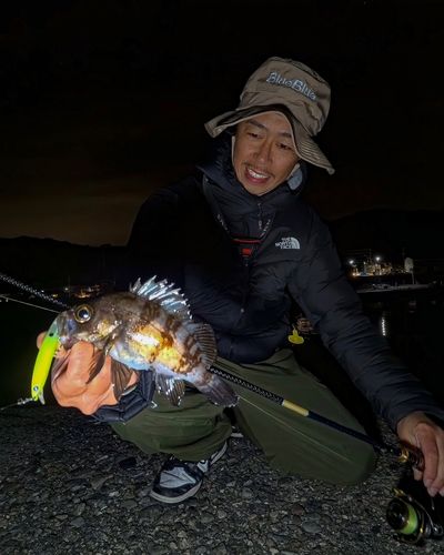 シロメバルの釣果