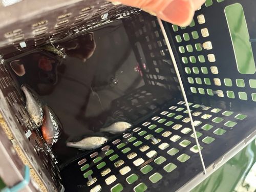 タナゴの釣果