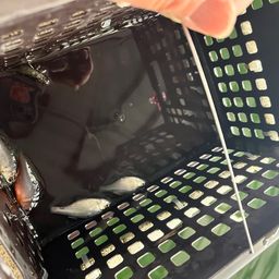 タナゴ