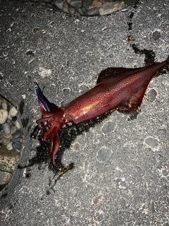 ケンサキイカの釣果