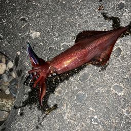 ケンサキイカ
