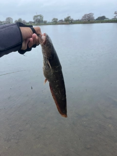 ナマズの釣果