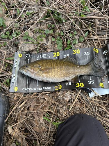 スモールマウスバスの釣果