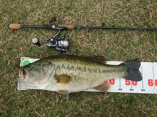 ブラックバスの釣果