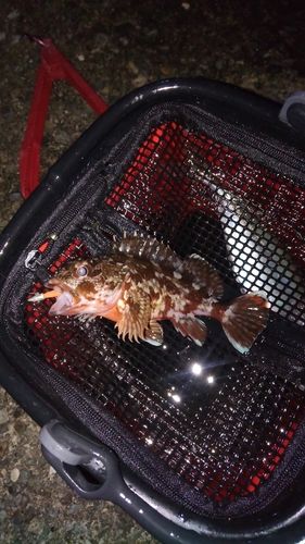 カサゴの釣果