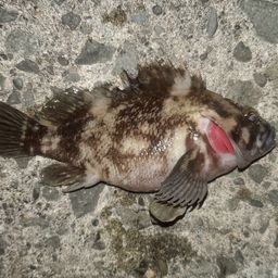 オウゴンムラソイ