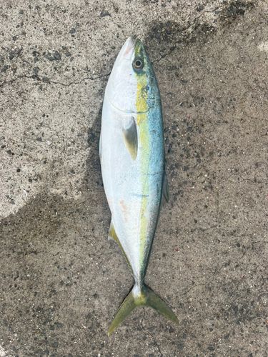 メジロの釣果
