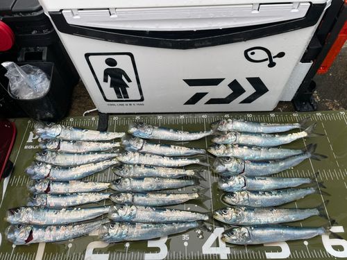 イワシの釣果