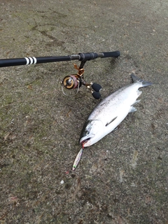 サクラマスの釣果