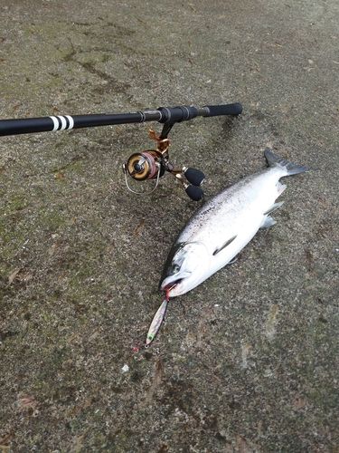 サクラマスの釣果