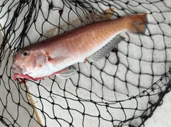 シロアマダイの釣果