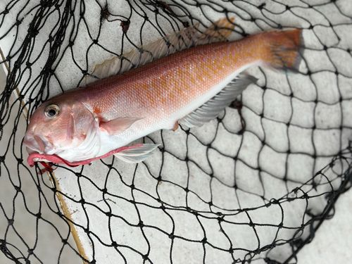 シロアマダイの釣果