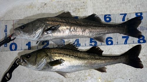 シーバスの釣果