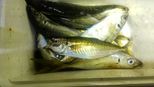 アジの釣果