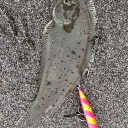 シタビラメ
