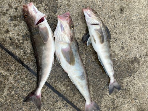 ホッケの釣果
