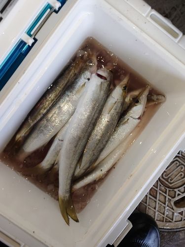 カマスの釣果