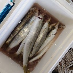 カマス