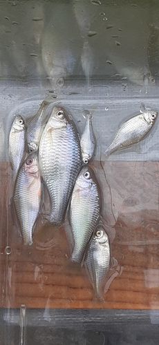 タナゴの釣果