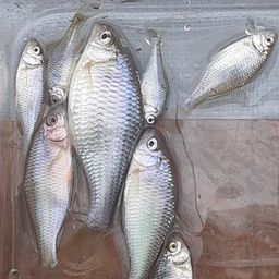 タナゴ