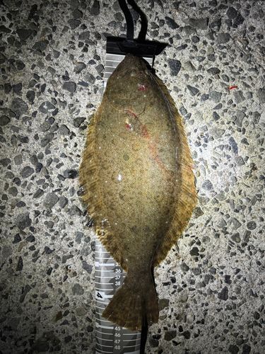 ヒラメの釣果
