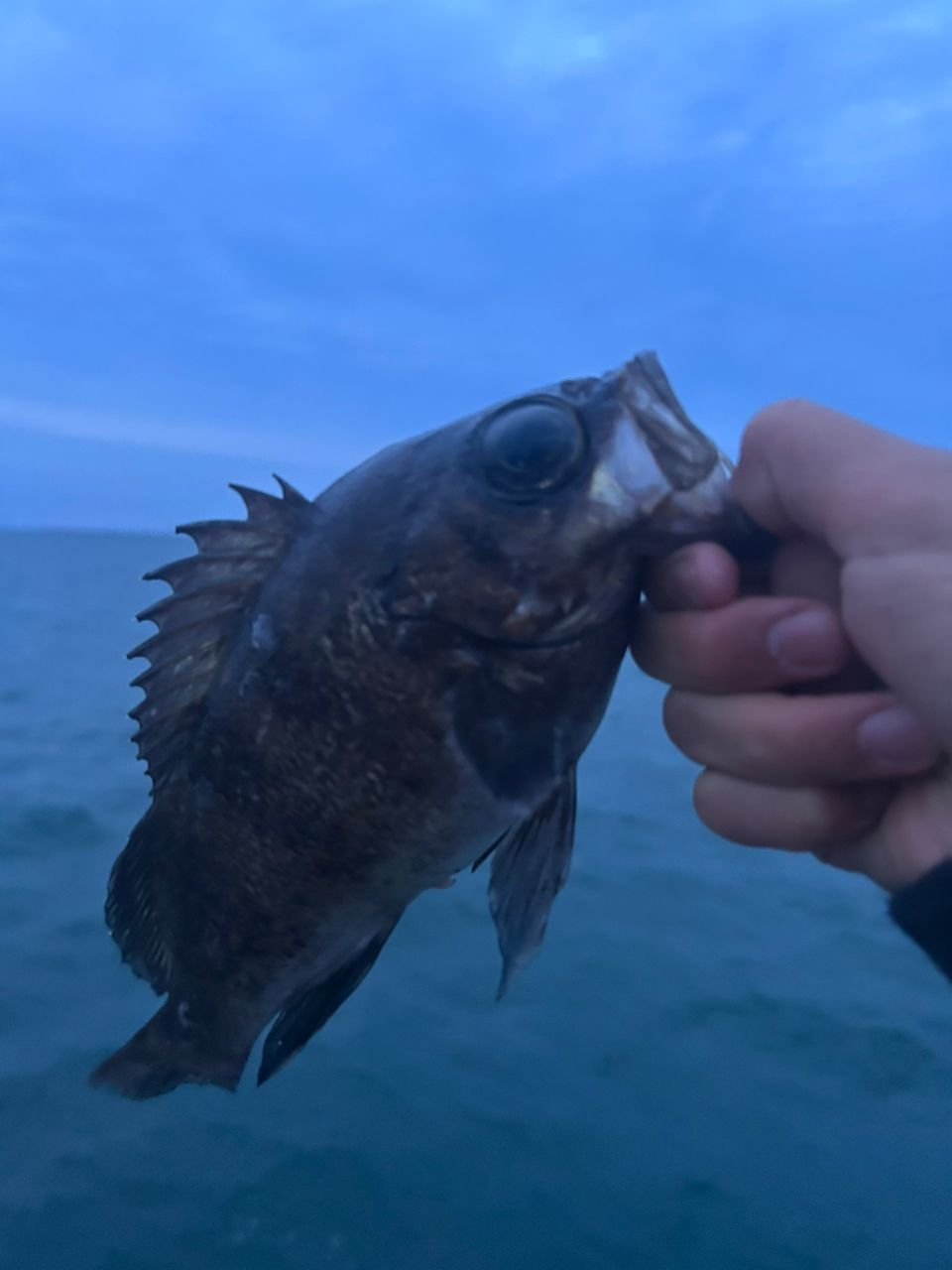 メバル