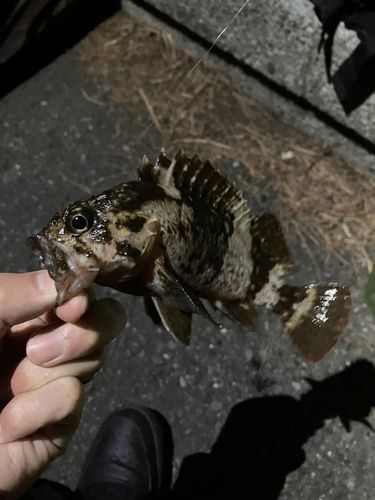ムラソイの釣果