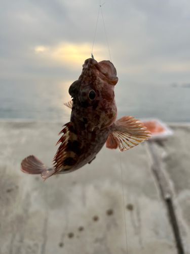 釣果