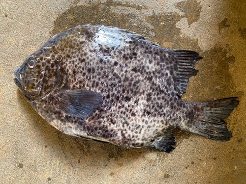 イシガキダイの釣果