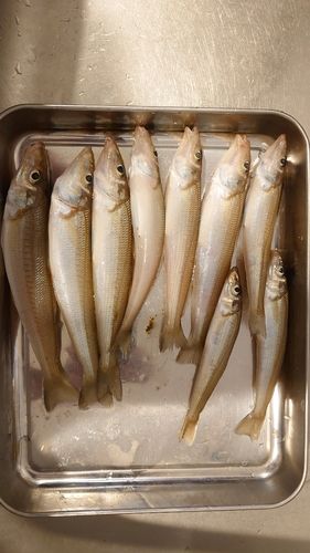 キスの釣果