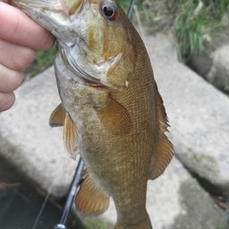 スモールマウスバス