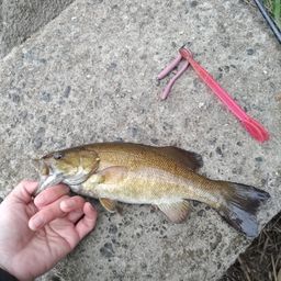 スモールマウスバス