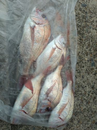 アマダイの釣果