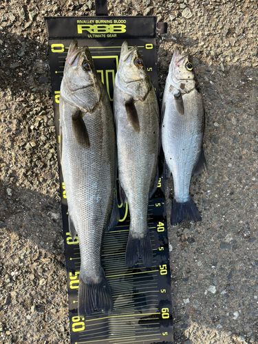 セイゴ（ヒラスズキ）の釣果