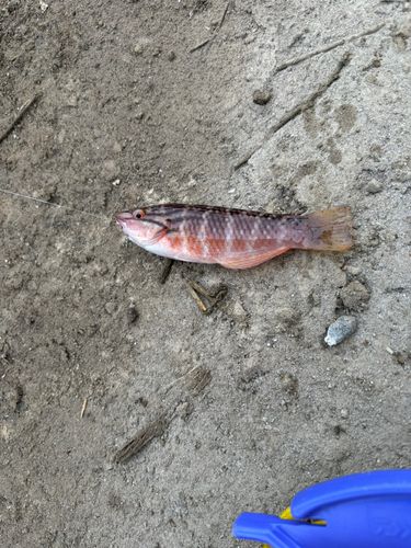 アカササノハベラの釣果