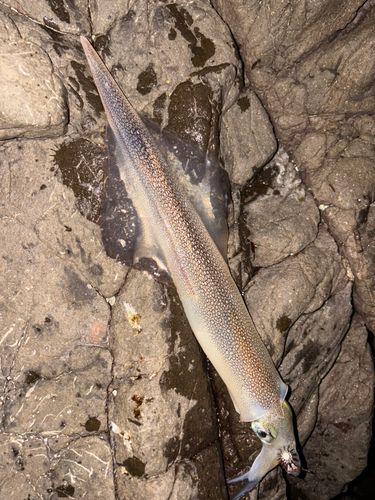 ヤリイカの釣果