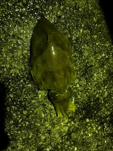 モンゴウイカの釣果