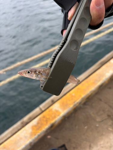 キスの釣果